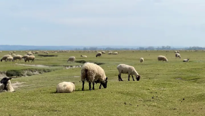 Sheep grazing near Mont Saint-Michel